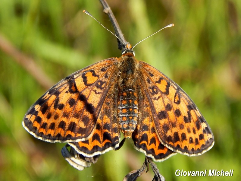 Melitae didyma M e F